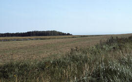 Photograph of a field near Goose Creek, Lunenburg County, Nova Scotia