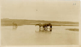 Photograph of three wild horses on standing in shallow water near the wireless station on Sable I...