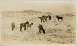 Photograph of wild horses on Sable Island