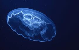 Slide depicting a jellyfish
