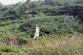 Photograph of an unidentified person standing in a range of Krummholz spruce on Bon Portage Islan...