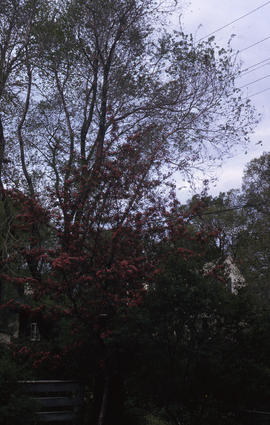 Photograph of trees with red and green leaves