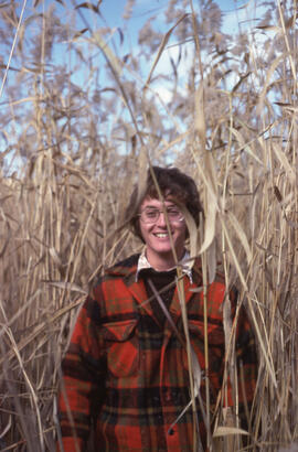 Photograph of an unidentified person standing in a growth of common reed (Phragmites communis) at...