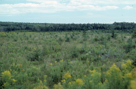 Photograph of six-year-old glyphosate spray plot with planted red spruce (Picea rubens), Little R...