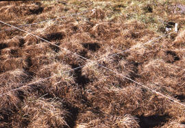 Photograph of detailed regrowth at the Meadow summer spill site, near Tuktoyaktuk, Northwest Terr...