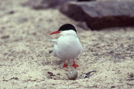 Photograph of an Arctic tern looking at an egg at a nest site at Alexandra Fiord, Ellesmere Island