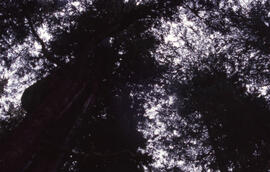 Photograph looking up at the Acadian forest canopy in the Tobeatic Wilderness Area, southwestern ...