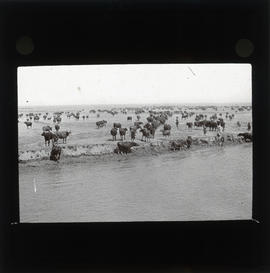 Photograph of a herd of cows next to water