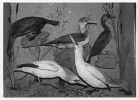 Photograph of a taxidermy display of Gannets and cormorants at the McCulloch Museum in the Biolog...