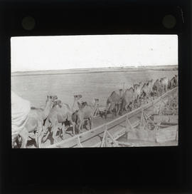 Photograph of camels crossing a bridge