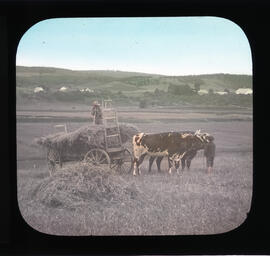 Photograph of cows and farmers