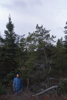Photograph of an unidentified researcher standing in a thicket of jack pine (Pinus banksiana), He...
