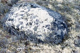 Photograph of a rock and lichen in Cape Dorset, Northwest Territories