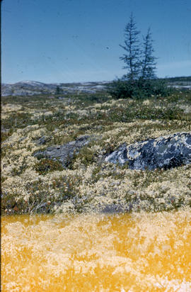 Photograph of plants on the tundra of Fort Chimo, Quebec