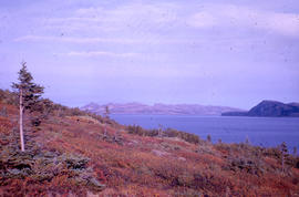 Photograph of a hill with vegetation in Nain, Newfoundland and Labrador
