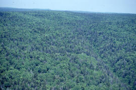 Aerial photograph of dense natural forest near Fundy National Park, New Brunswick