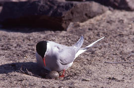 Photograph of an Arctic tern looking at two eggs at a nest site at Alexandra Fiord, Ellesmere Island