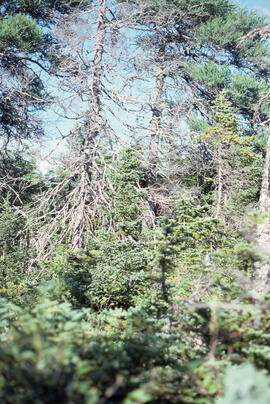 Photograph of spruce budworm aftermath in Cape Breton Highlands National Park