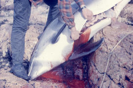 Photograph of a porpoise being gutted in Battle Harbour, Newfoundland and Labrador