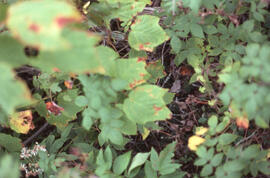 Photograph of Balsam fir under competition following spruce budworn infestation