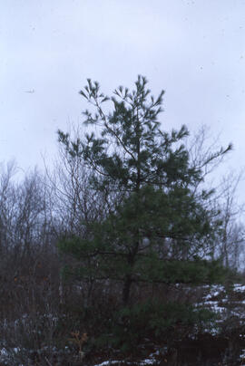 Photograph of Canada Land Inventory (CLI) unproductive woodland, Halifax County, Nova Scotia