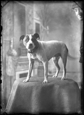 Photograph of a dog (boxer)