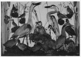 Photograph of a taxidermy display of marsh birds at the McCulloch Museum in the Biology Department