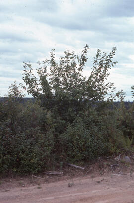 Photograph of red maple regrowth, likely at the Riverside site, central Nova Scotia