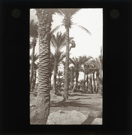 Photograph of an identified soldier climbing a palm tree
