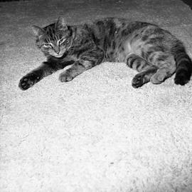 Photograph of a cat lying on a carpet