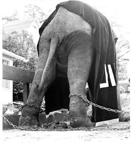 Photograph of Balakrishnan the elephant shackled on a truck
