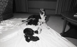 Photograph of a dog with puppies at Howe Hall