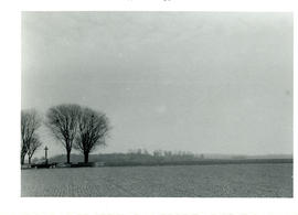 Photograph of the maples around the Manitoba Cemetery on the Amiens battlefield with Hatchet Wood...