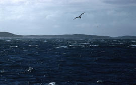 Photograph of a seagull flying over Pretzlan Harbour