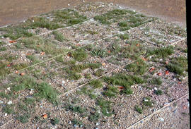Photograph of tailings growing trials with a gravel base at the Nickel Rim site, Falconbridge, ne...