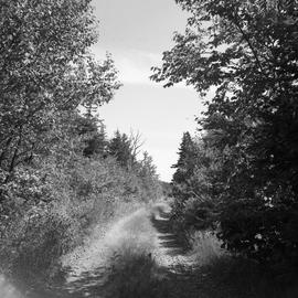 Photograph of a dirt road
