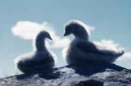 Photograph of two ducks made of fur