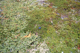 Photograph of mosses (with size reference) along the Gaff Point trail, near Kingsburg, Nova Scotia