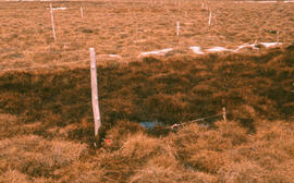 Photograph of regrowth at the Meadow winter spill site, near Tuktoyaktuk, Northwest Territories