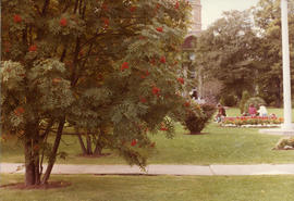 Photograph of a lawn and trees on Studley campus