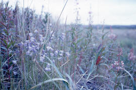 Photograph of wildflowers and grasses in northern Quebec