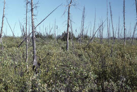 Photograph of vegetation regrowth at a burn site near Smoke River, northern New Brunswick