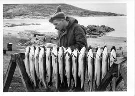 Photograph of an unidentified man with a rack of gutted fish