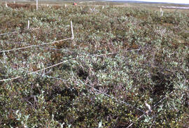 Photograph of an overview of regrowth at the Pingo control site, near Tuktoyaktuk, Northwest Terr...