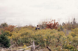 Photograph of Bill Freedman standing in a Riverside plot in the second post-spray year, central N...