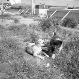 Photograph of two puppies outdoors in Northern Quebec