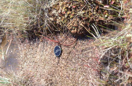 Photograph of Thread-leaved sundew (Drosera filiformis) growing on the shore of Baccaro bog, Shel...