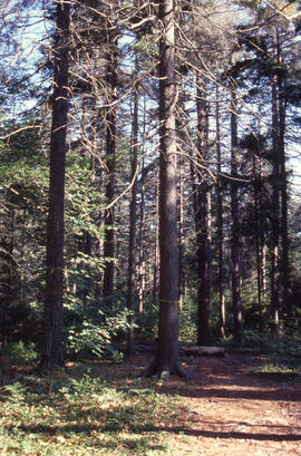 Photograph showing resin flow under a full canopy, Point Pleasant Park, Halifax, Nova Scotia