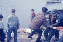 Photograph of several people hauling a porpoise ashore in Battle Harbour, Newfoundland and Labrador
