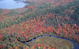 Aerial photograph of autumnal mixed-growth forest in the Tobeatic Wilderness Area, southwestern N...